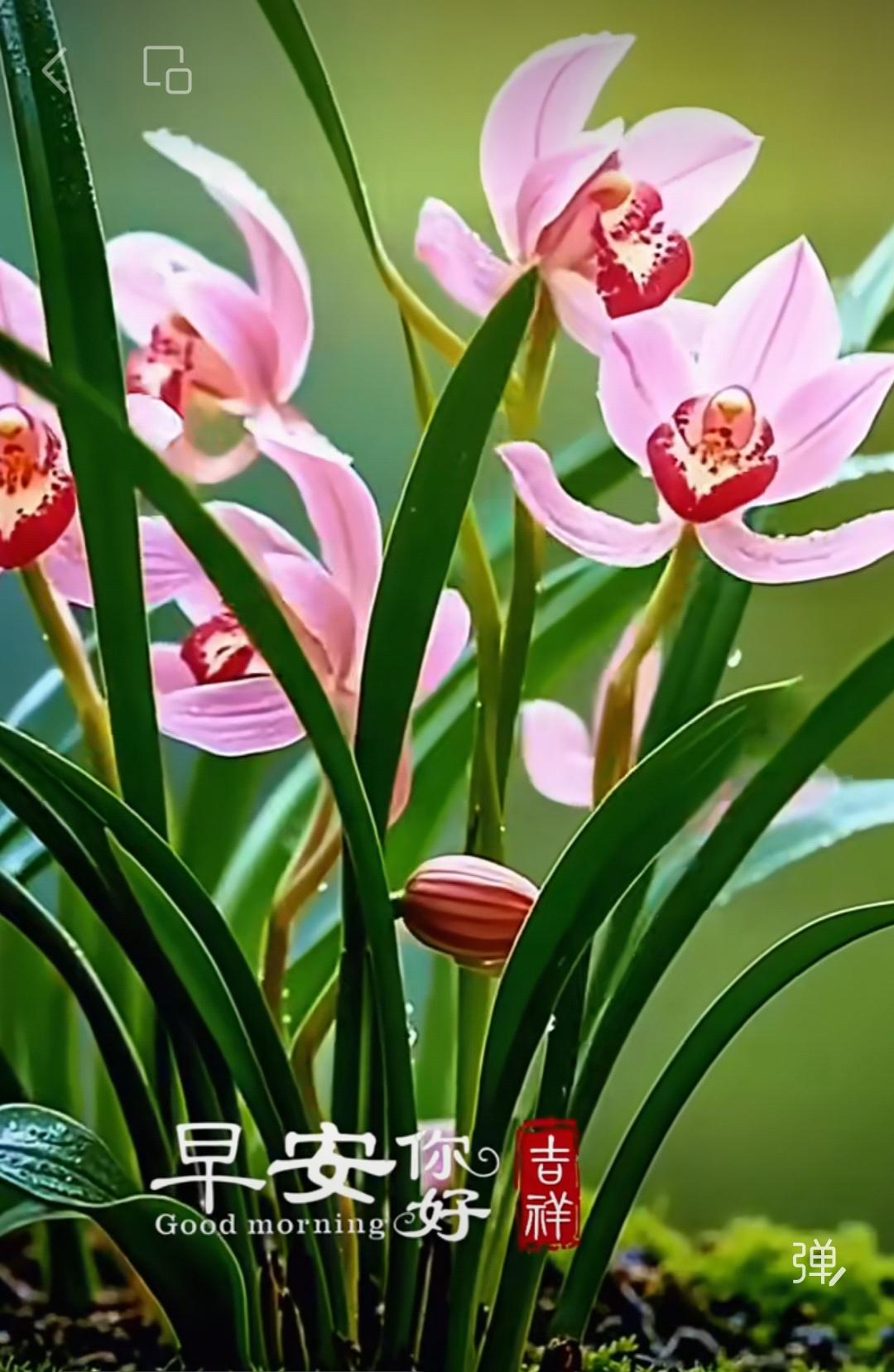 旭日美好充滿陽光，
生活幸福給你健康，
空氣送你分外清香，
我的問候讓你吉祥。