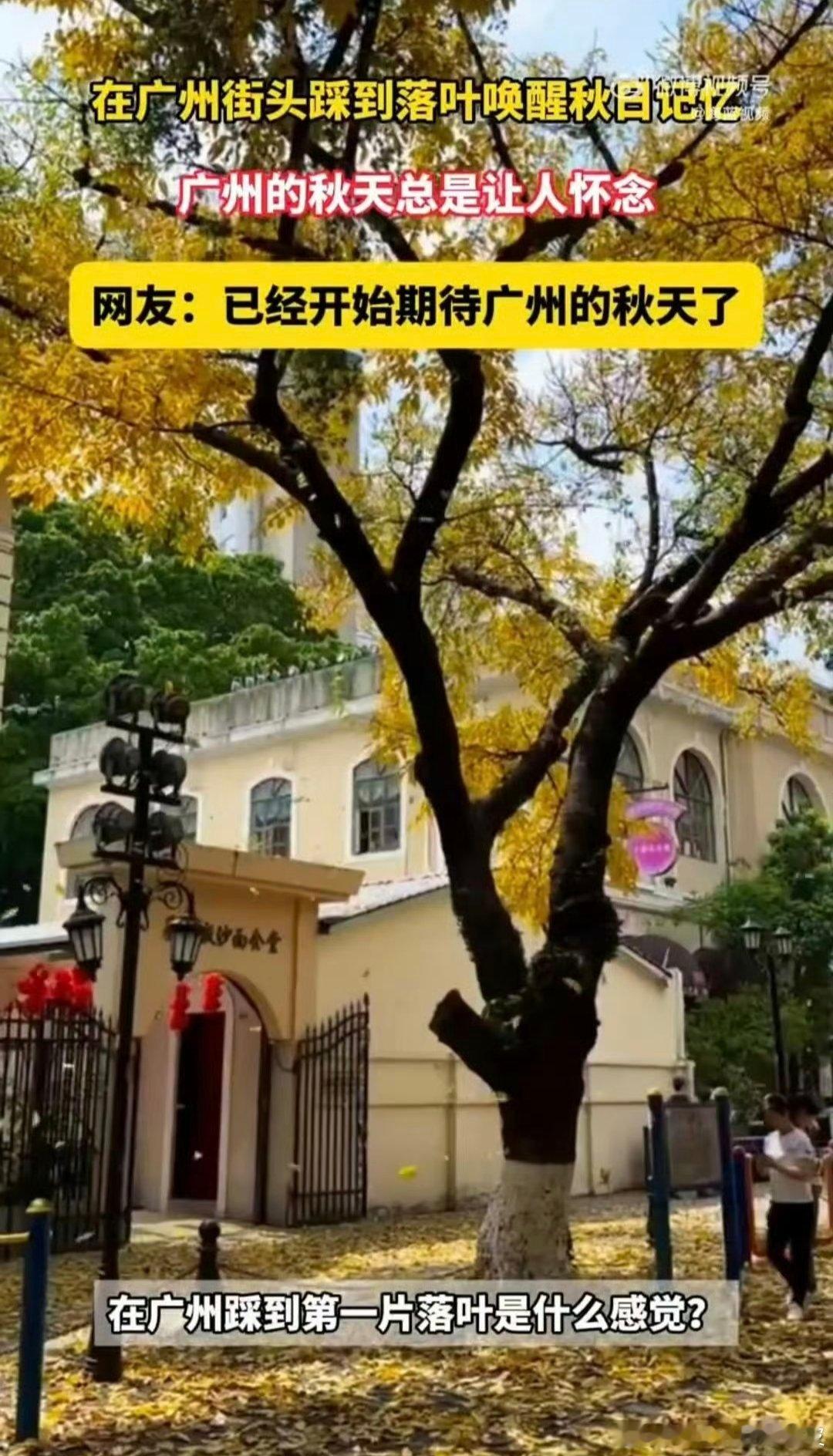 在广州第一次踩到落叶在广州踩落叶太惊喜！没有凛冽寒风，暖融融的气温搭配满地黄叶，
