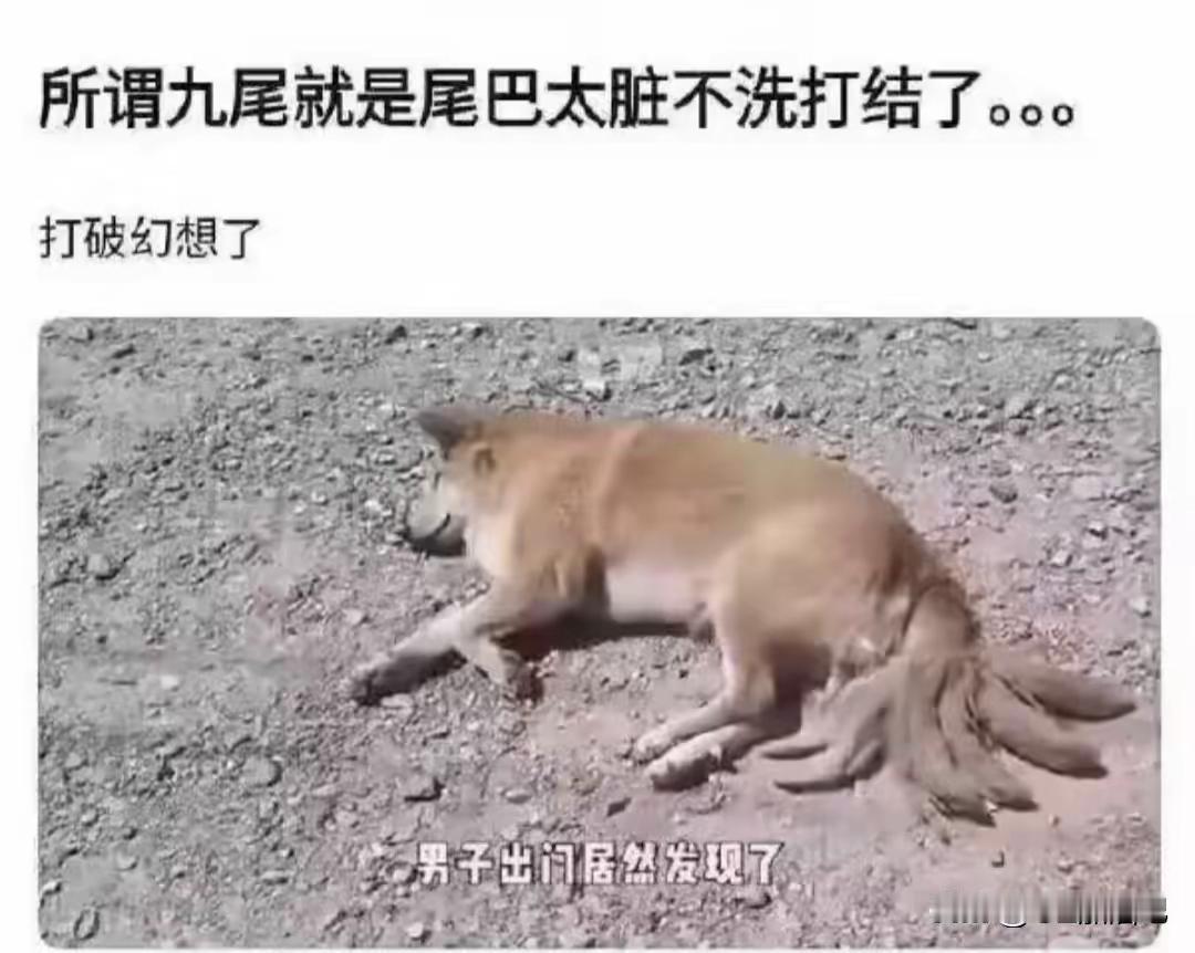 原来这就是九尾的由来[笑哭]