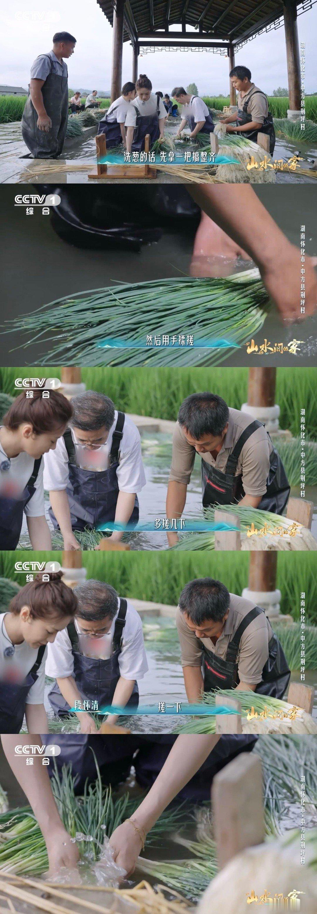 香葱早上也要梳头湖南村民给香葱做颜值管理湖南农户对香葱也太宠！摘黄叶像拆精致包装