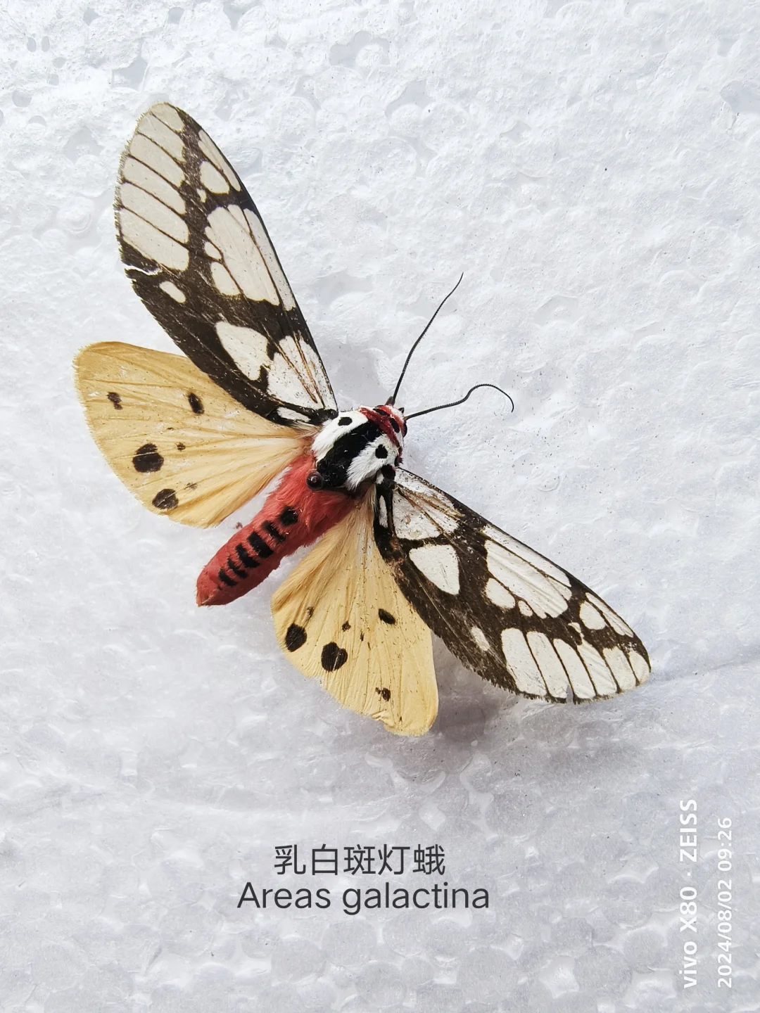 乳白斑灯蛾 Areas galactina