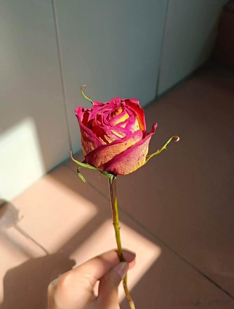 干花玫瑰这或许是，爱情的另一种方式 ​​​