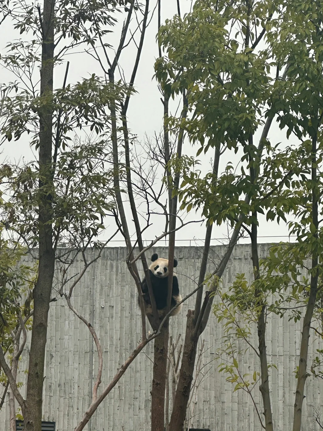 爬高高的熊猫宝宝也太可爱了吧！圆敦敦的