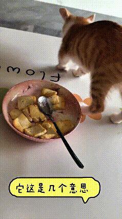 瞅着视频里这只小橘猫，实在有意思。桌上碗里的吃食放久变味，小猫凑过去闻了闻，立马