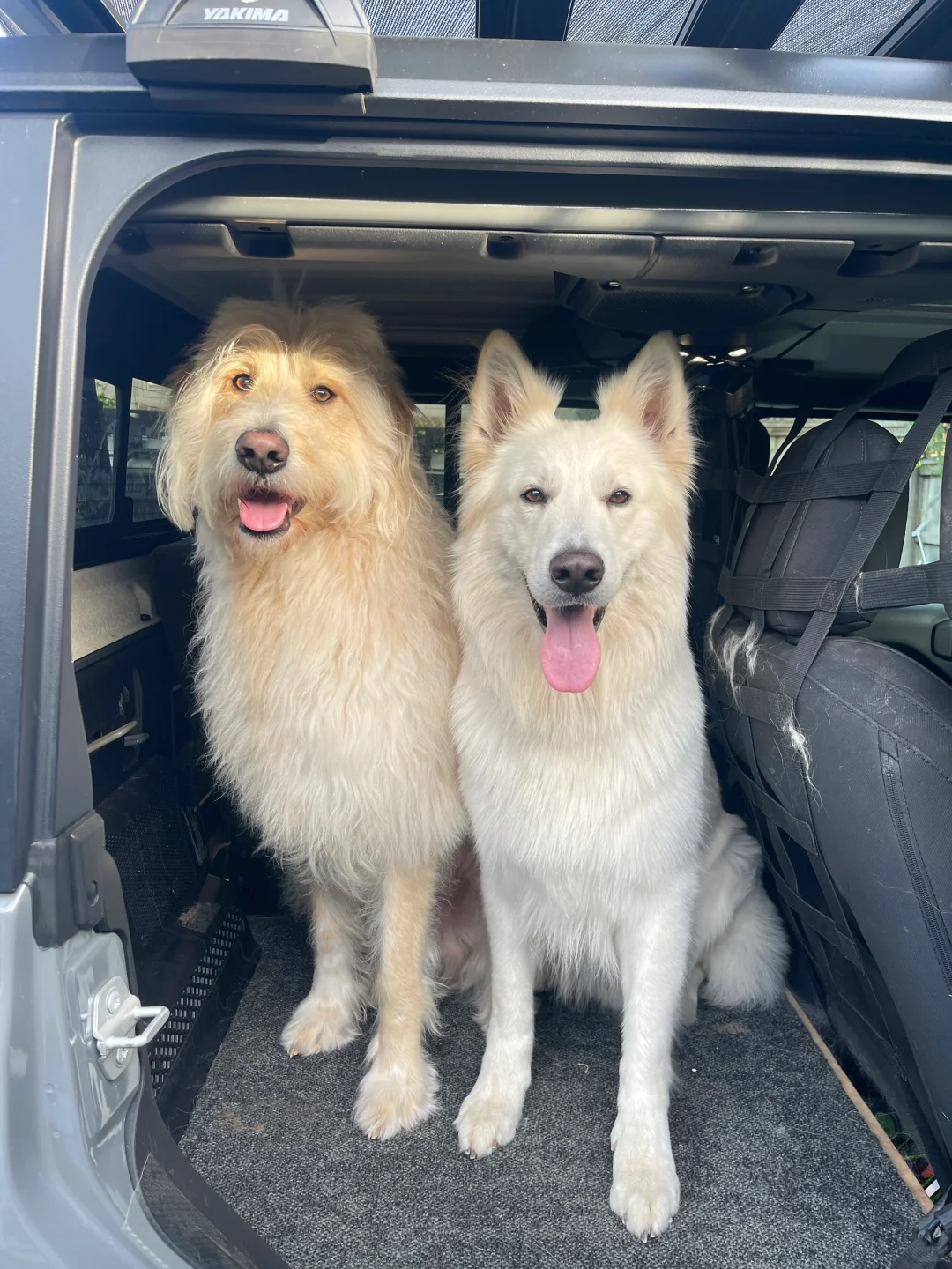 狗狗专车