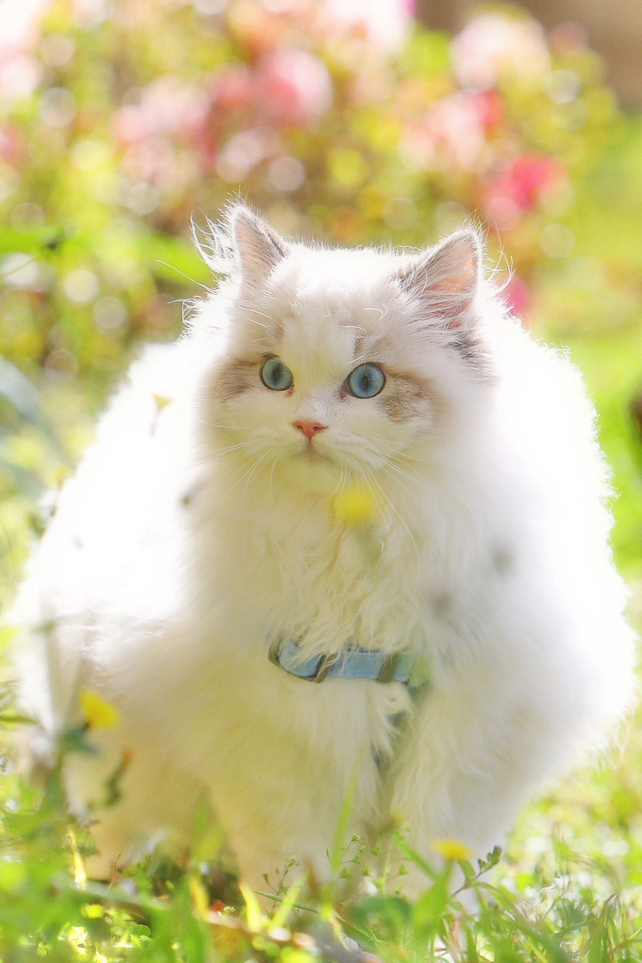 🌸花与猛男🐱