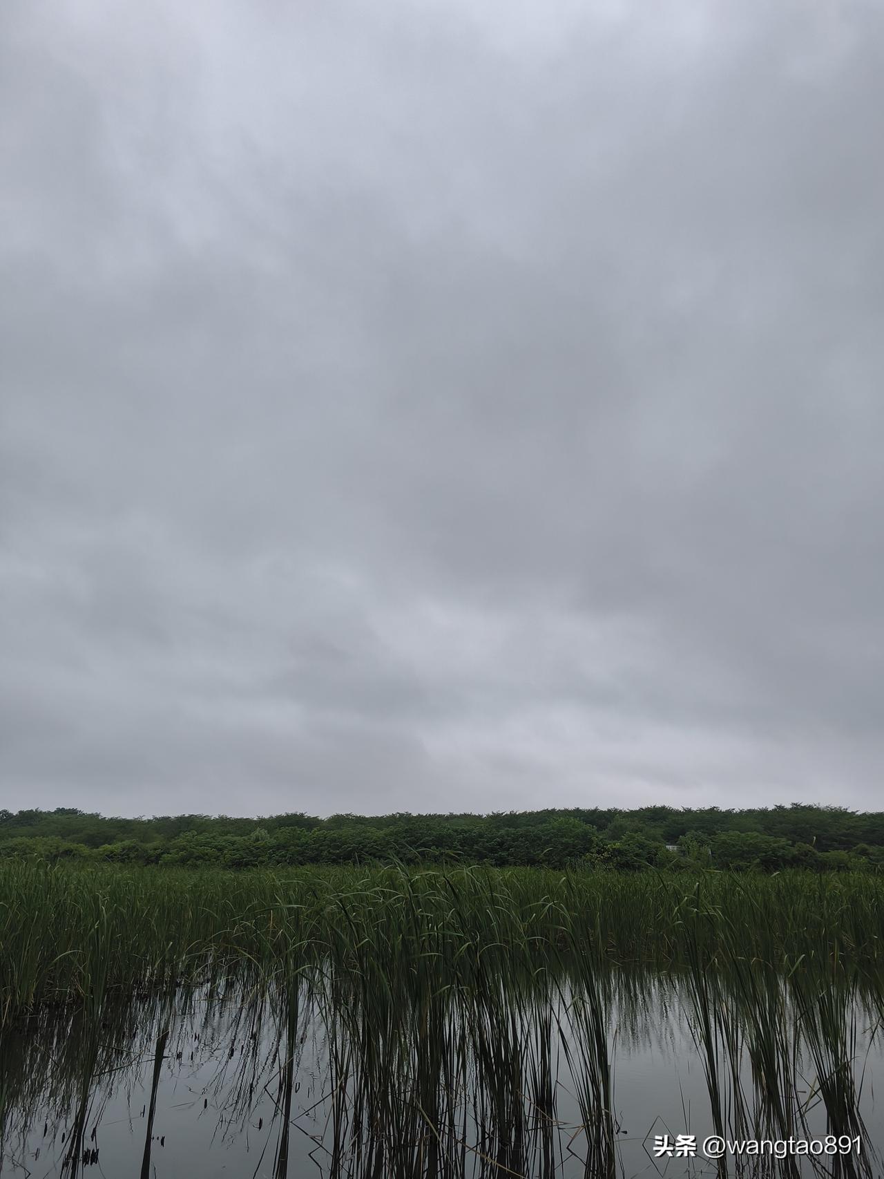 钓鱼乐
吃罢粽子郊区赶，
雨雾蒙蒙塘边站；
蒲苇摇曳空气鲜，
钓鱼游玩赛神仙；