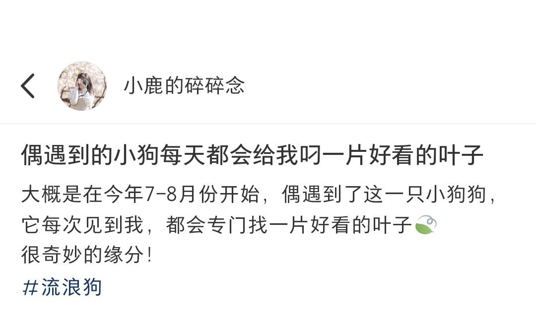 流浪小狗每天叼一片树叶给我大概这就是它表达爱意的方式吧[抱一抱] ​​​