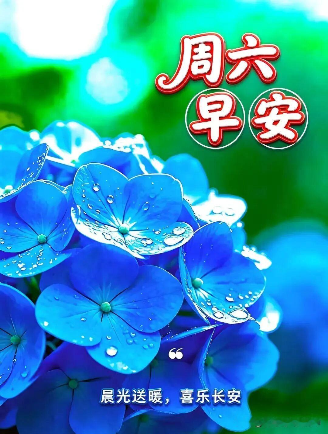 “周六早安，晨光送暖，喜乐长安”🌸🌞