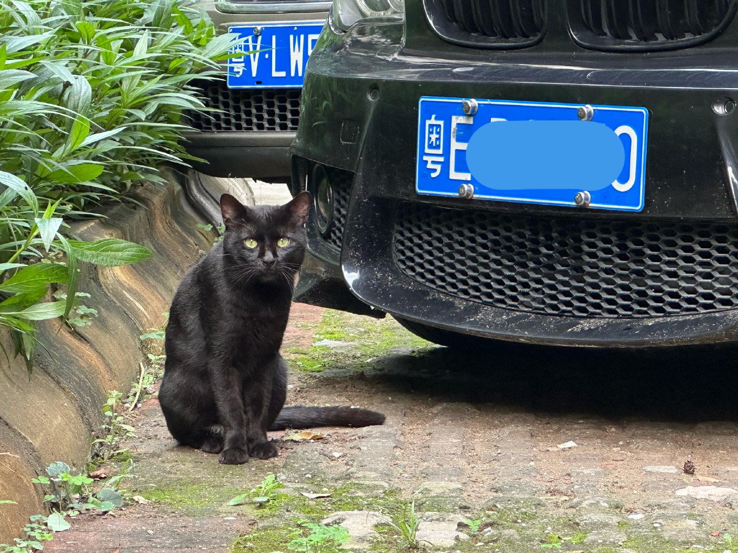 我市日常 黑猫与黑1系 