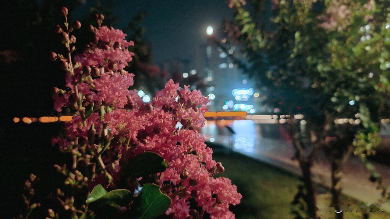 夏日生活打卡季月光下的紫薇花