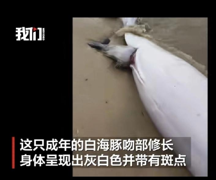 心痛！湛江沙滩惊现中华白海豚母子双亡

今天刷到一条让人揪心的消息：在广东湛江硇