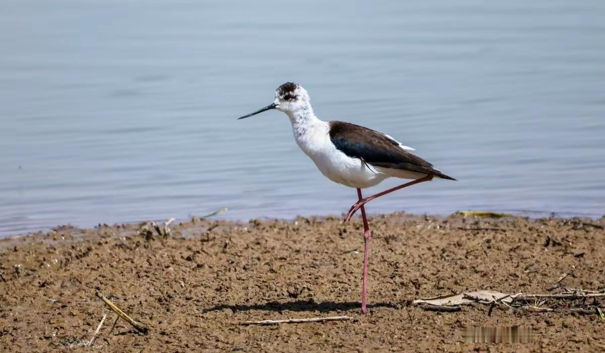 武勇大师看喀什，生态之变确实令人惊叹，今年国家一级保护动物黑鹳已现身喀什中水库，