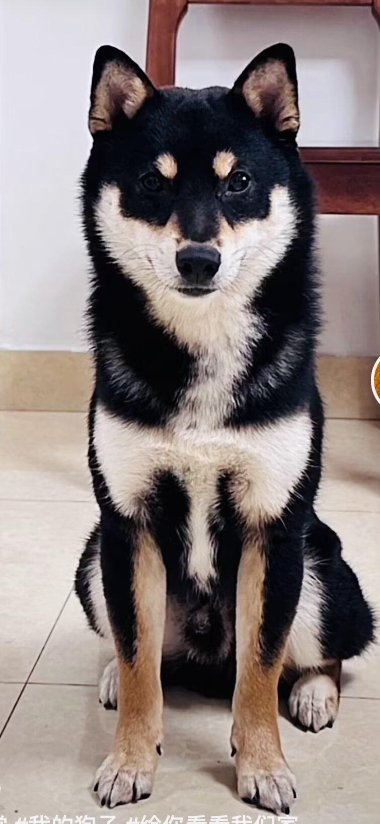 有没有比女儿家的毛孩子待遇还高的狗狗？投入的 财力物力人力，不亚于养个二胎 。[