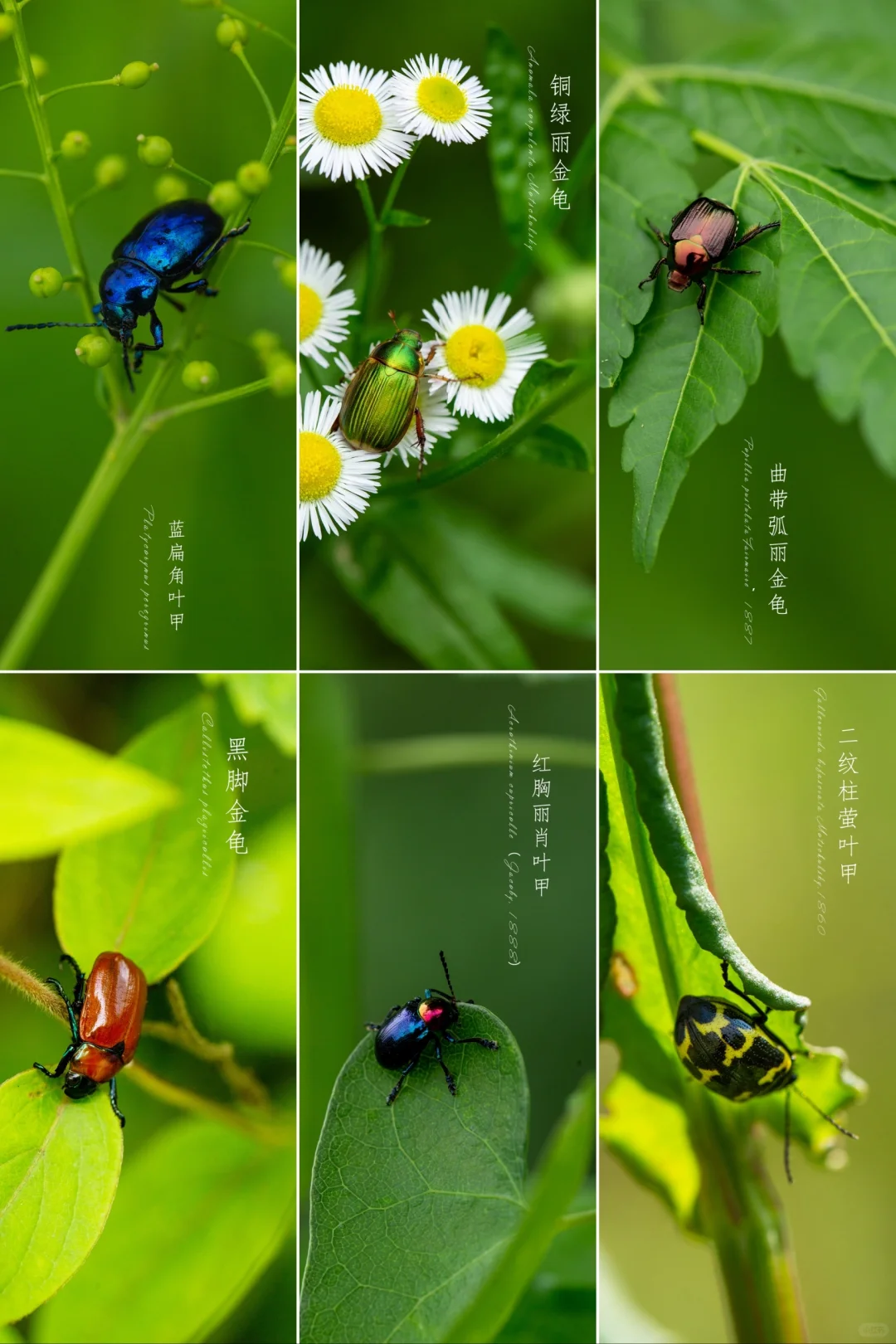 好看的甲虫🐞|昆虫第三季