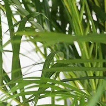 ‎种植 🍃散尾葵的养殖方法。1. 光照：散尾葵喜欢充足的阳光，每天至少需要6小