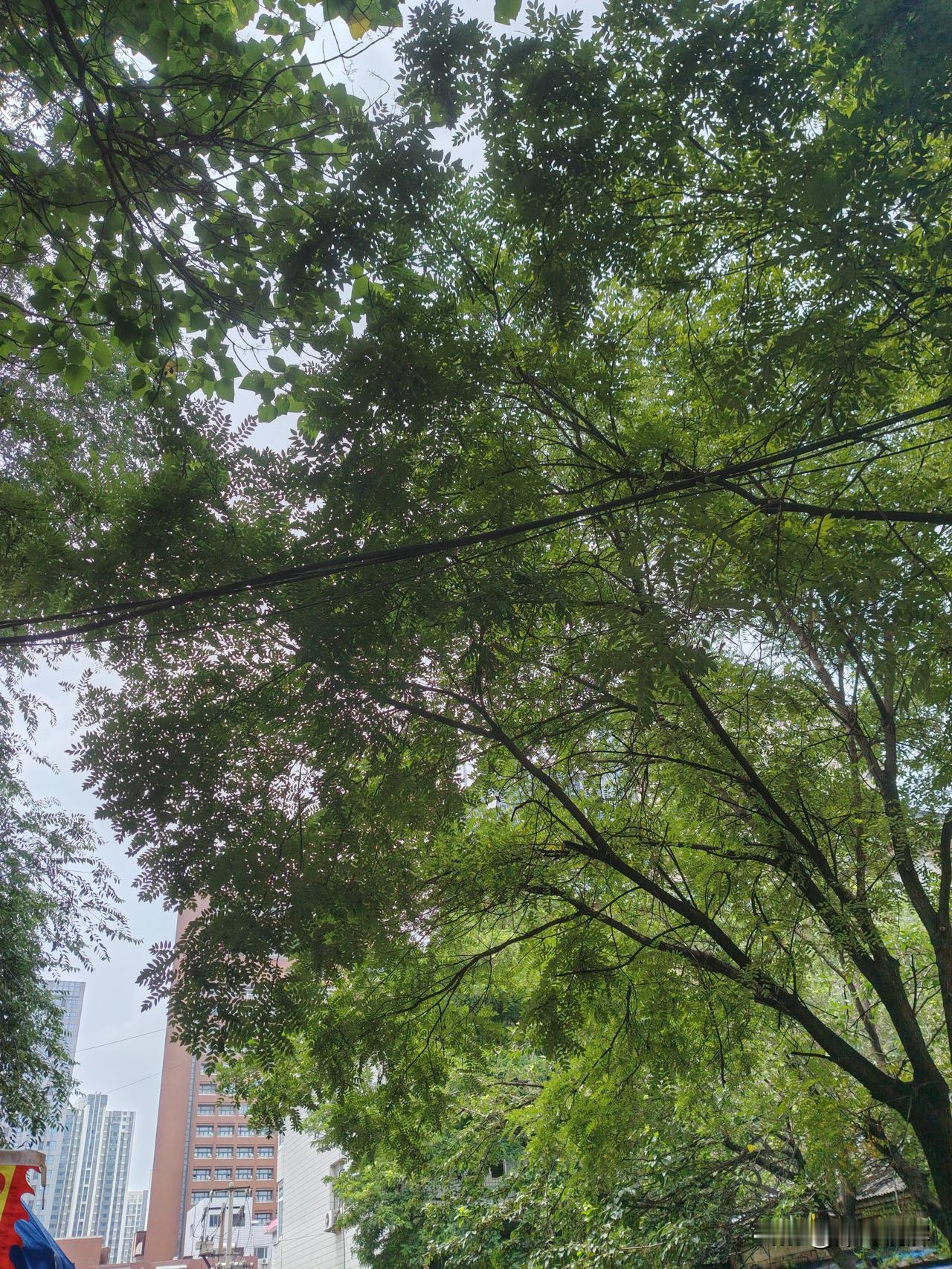 什么地方 高楼参天 绿树成荫 可称一景呗
唐山这处打卡景点属实惊艳到我了！林立的