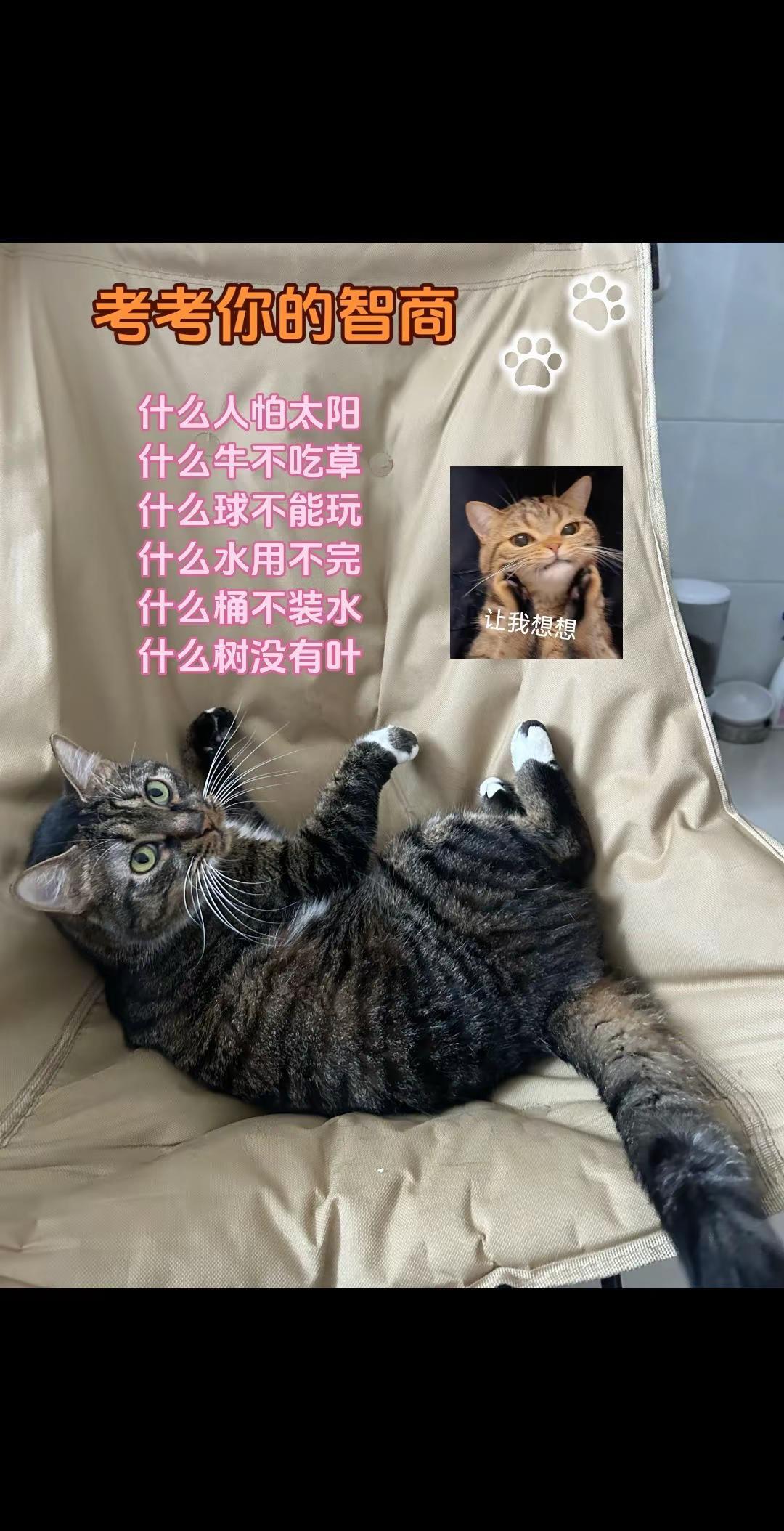 考考你的智商，看看谁能全部答对，答案写在评论区！脑筋急转弯 猫咪日常