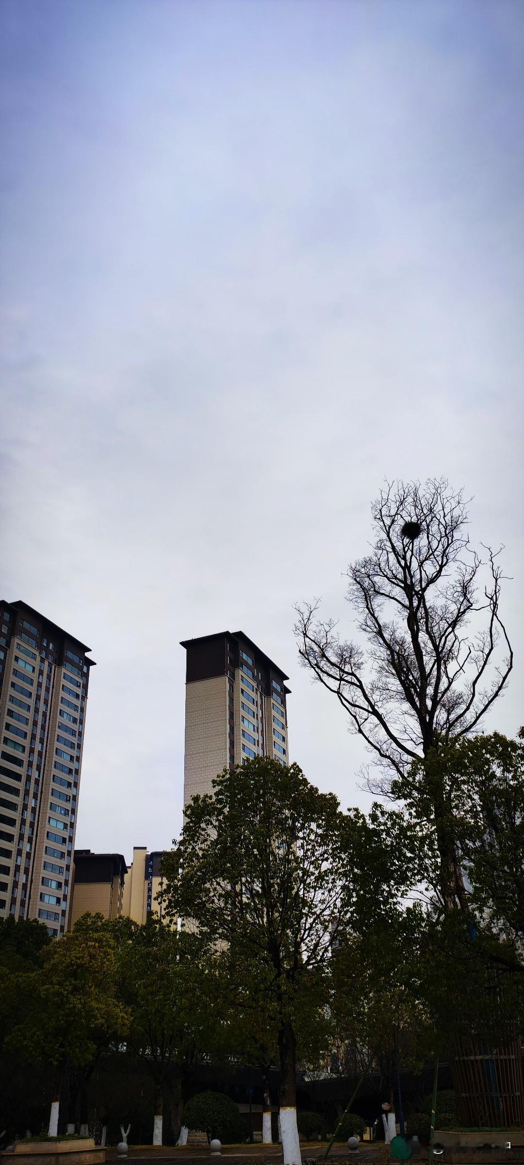 晒图笔记大赛汉江生态文化公园里的一株大树上有个鸟窝，毗邻的是一幢幢高楼。拍一张和