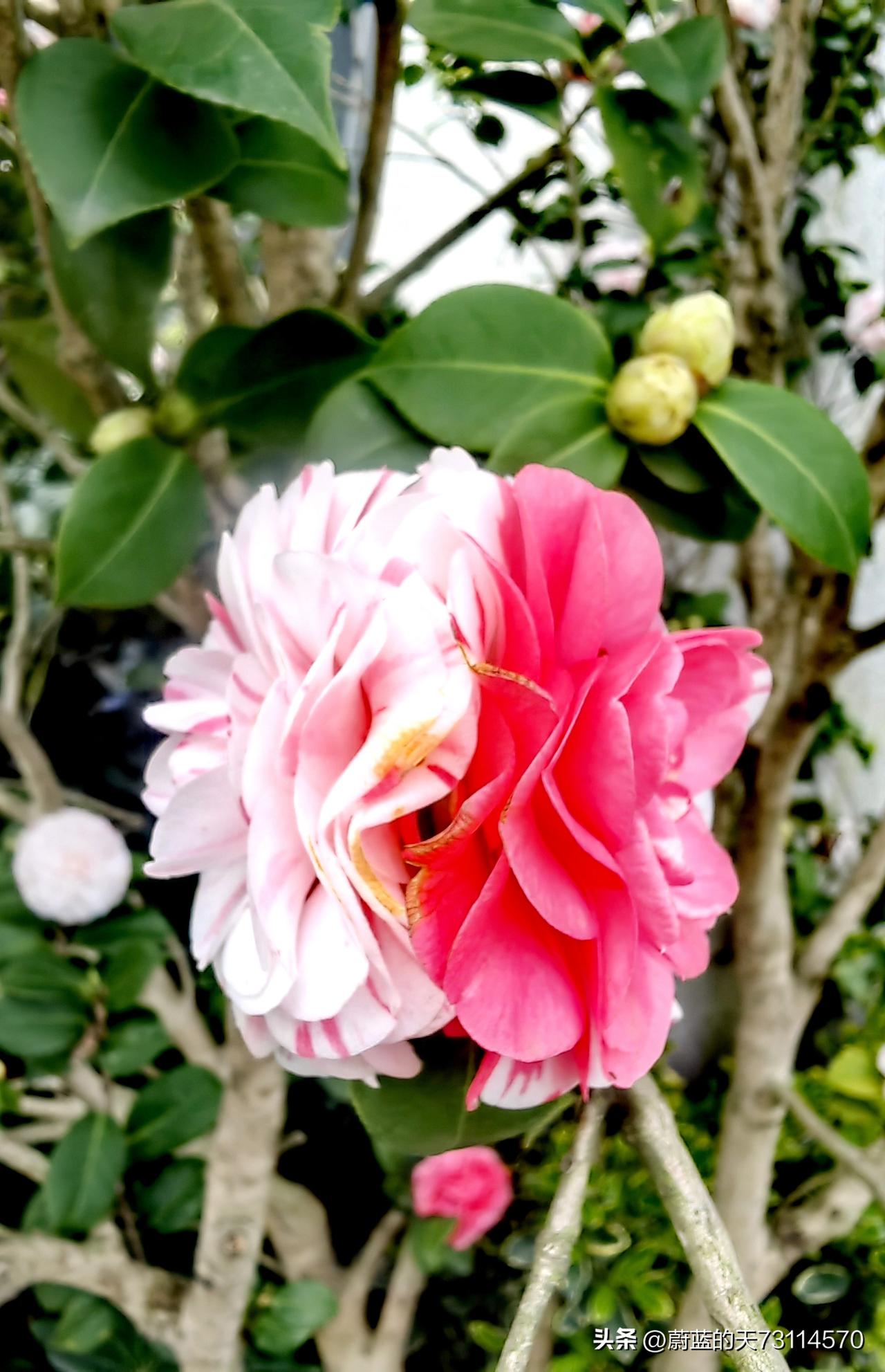 分享一下拍的花朵[我拍的第一波春花]
[玫瑰][玫瑰]花开之时，尽显娇美之态；花