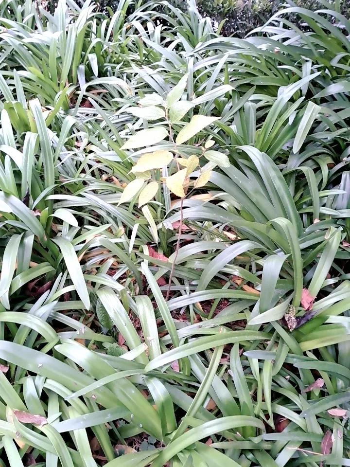 清晨的植物总是带了点儿朦胧，不知道是不是昨晚失眠了，好几天没有下雨了，总觉得空气