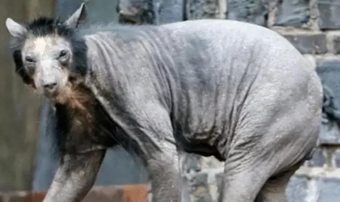 1973年，一头“怪兽”进入部队猪圈捕猎，被赶过来的士兵当场击毙。众人看清“怪兽