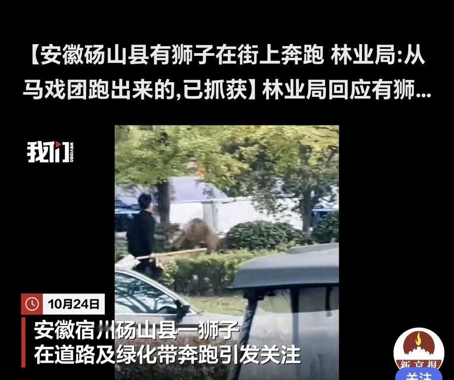 10月24日，安徽砀山县一头狮子在砀郡路街头狂奔。从网友发的视频能看到，几名男子