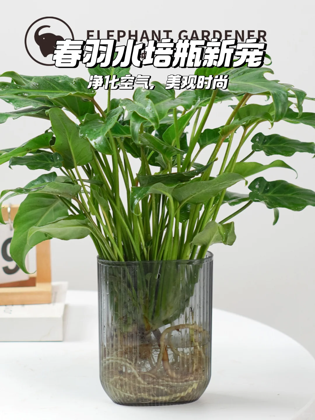 🌿春羽水培瓶：室内绿植新宠🌿