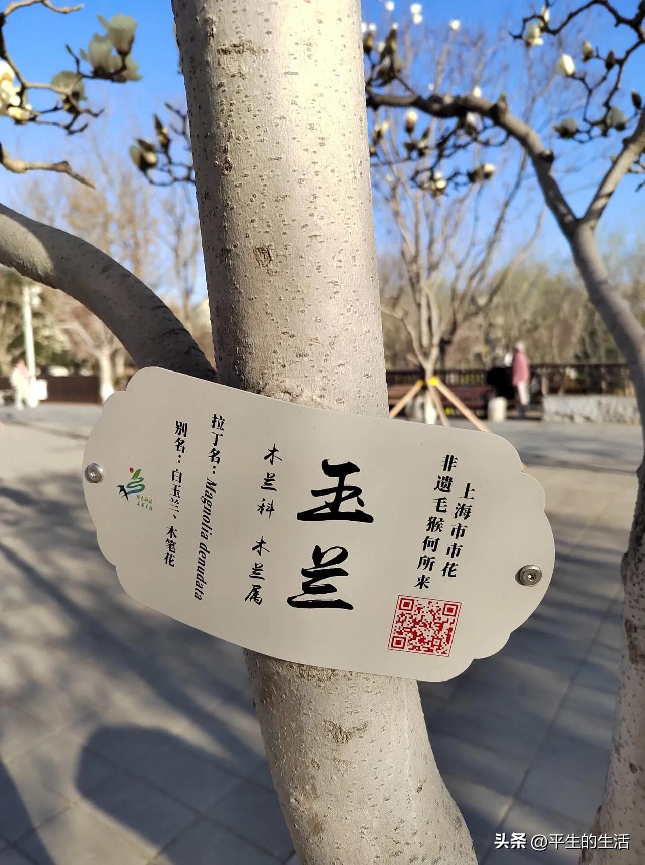 晒图笔记大赛国际雕塑公园“玉兰花苑”占地5公顷，是现今北京规模最大的玉兰观赏园。
