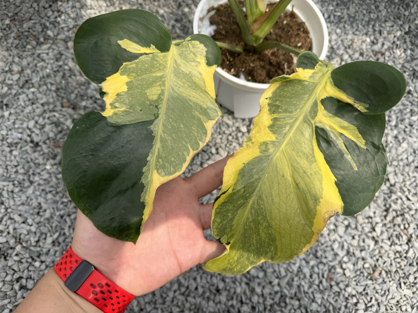 听说你现在很火 ，柠檬芝士熔岩龟背竹锦