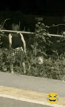 活该！咋不摔惨一点？这名女子偷偷采摘别人种的茭瓜。茭瓜大多用来包饺子、做包子馅，