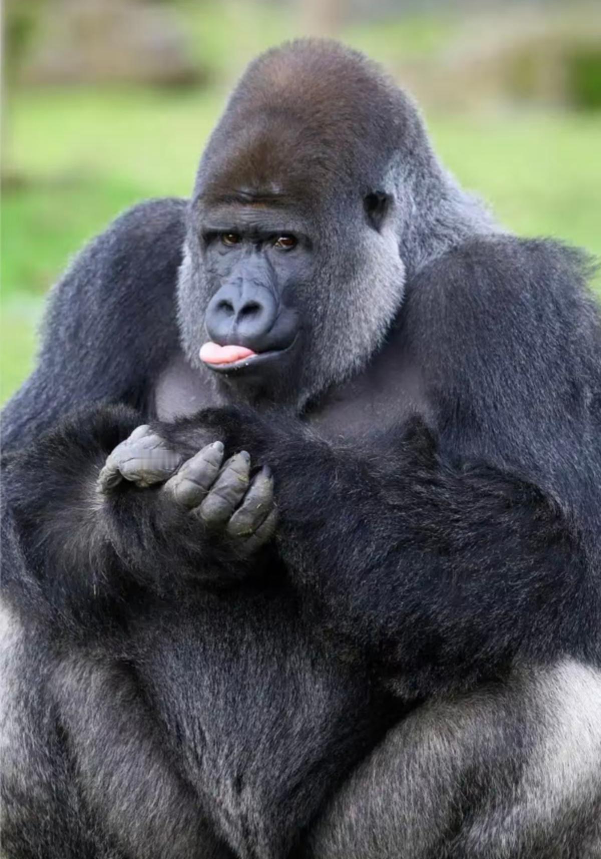 惊！南宁动物园“老烟枪”猩猩，背后真相引深思
       家人们，今天刷到个超