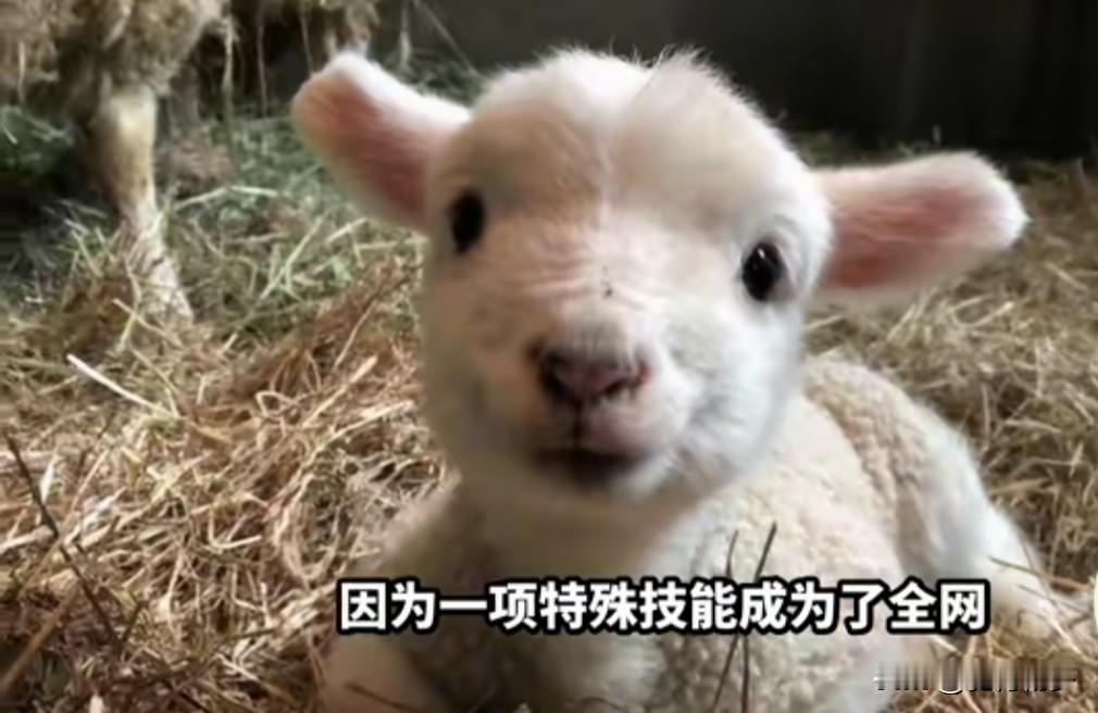 这只小羊真怪，大人一伸手它就装死，可它却与小孩开心玩耍。有人出13万要买这小羊，