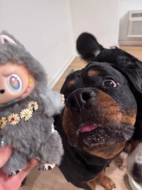 前方有小狗强盗对labubu产生觊觎之心☆