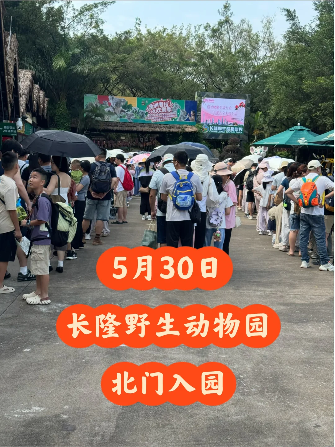 长隆野生动物世界5月30日