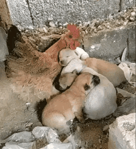 哈哈，这声“昴日星君”喊得真是正气凛然，把那只原本聒噪的“大公鸡”瞬间拿捏得服服