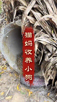 这段视频我来回看了好几遍，格外触动人心。草窝里面，几只小猫和两只小狗紧紧依偎在一