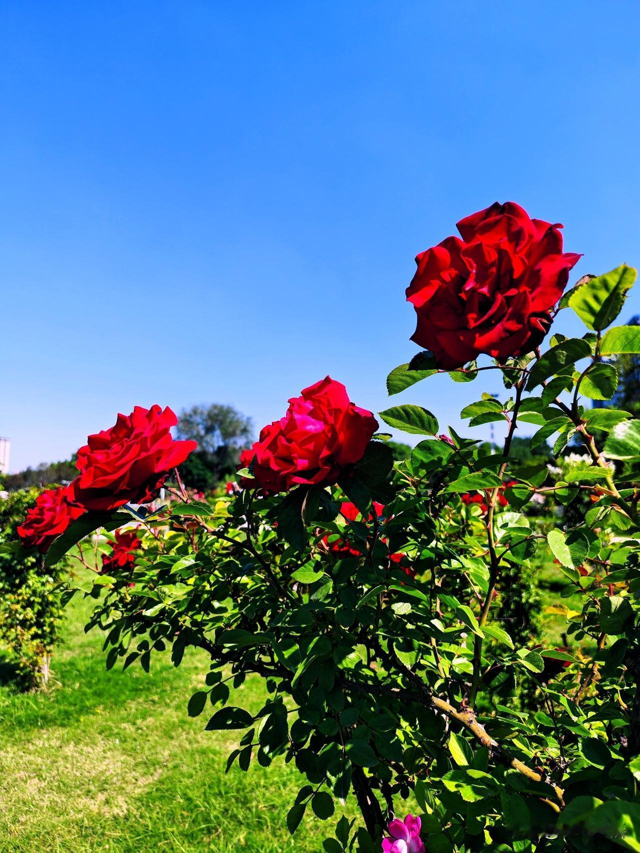 月季映碧空，芳华似锦绣。🌹🌞