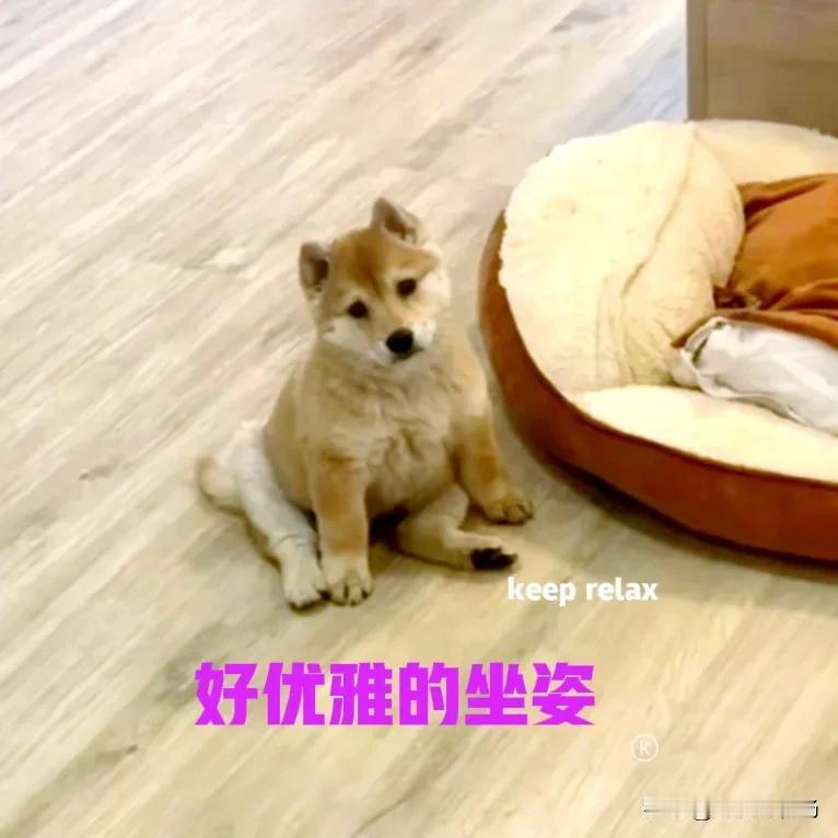 花了一千二百块钱，在网上买了一只中华田园犬。小狗是从广西快递到成都来的，在路上花