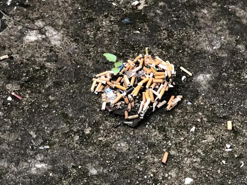 为什么废旧烟头会值钱?你肯定没有听说过高级的废旧烟头一斤能卖10块钱，普通版的也