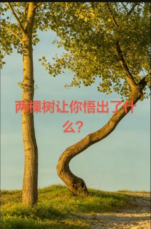 〔两棵树让你悟出了什么〕树木和人是一样的；
不同树木价值不同；
挺拔又笔直的树木