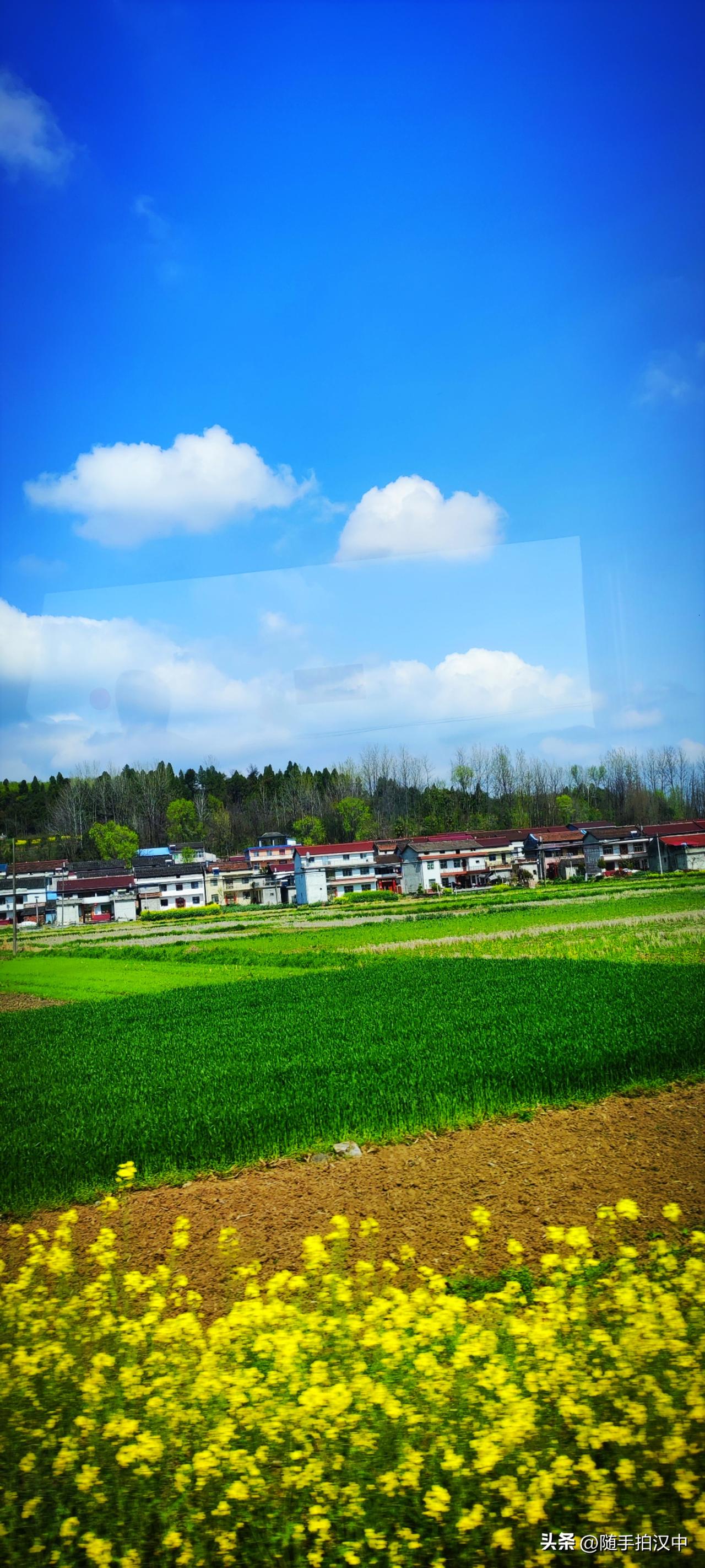 油菜花渐渐的已经无法独占田野春色，蓝天白云映着麦苗青青，才是主角。如若对世界没有