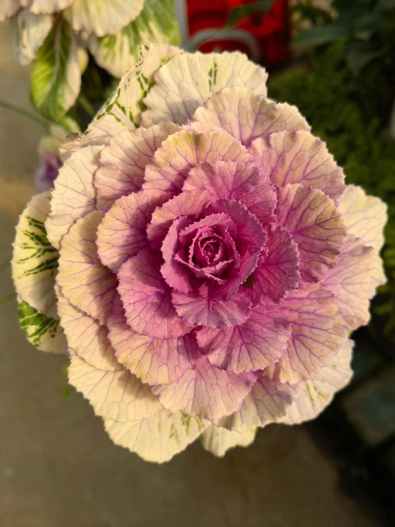 赏花🌸听曲🎶