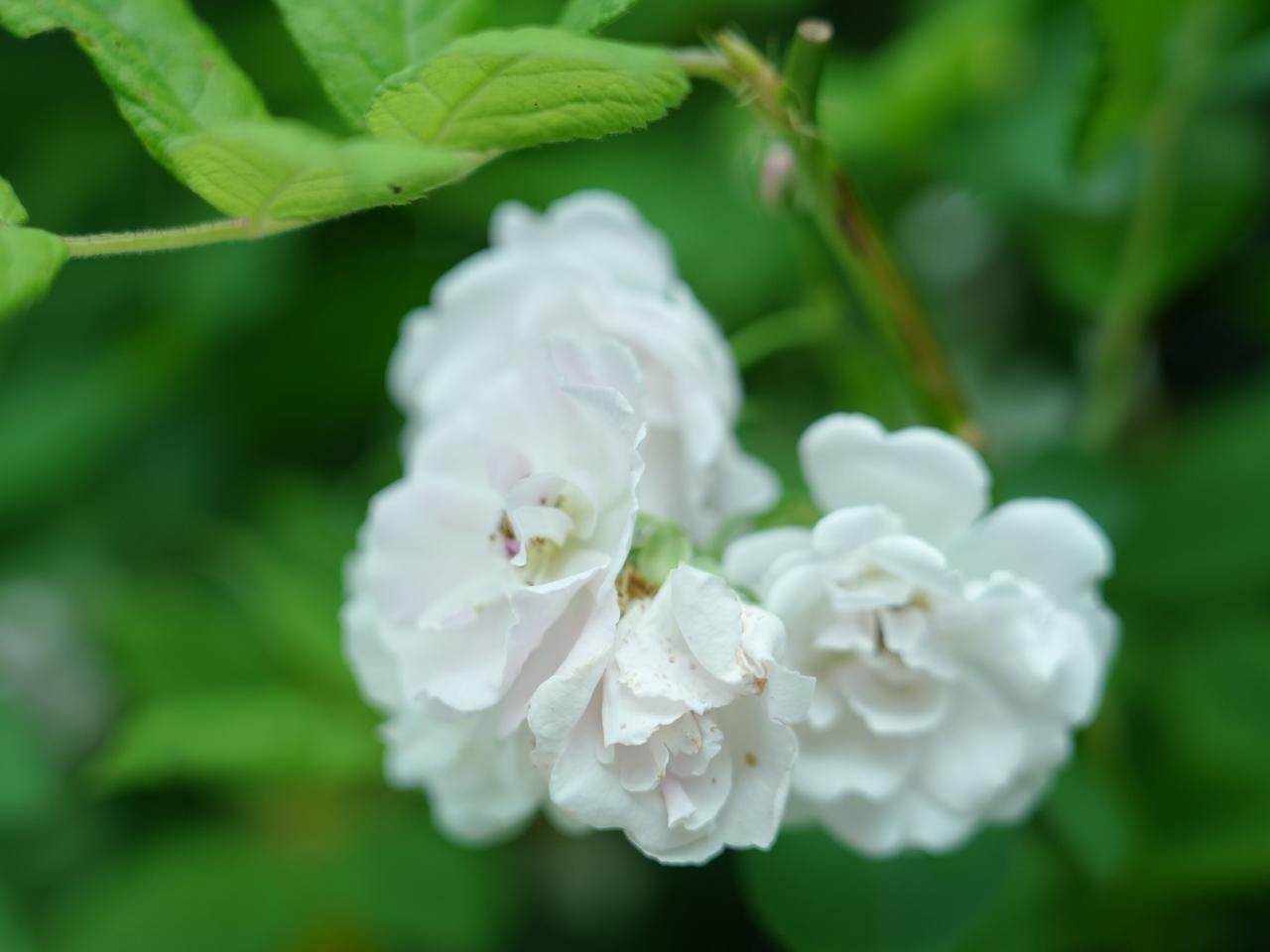 泸州初夏，路边的野蔷薇，开得实在又动人！
    泸州的春末夏初，走到哪儿都能撞