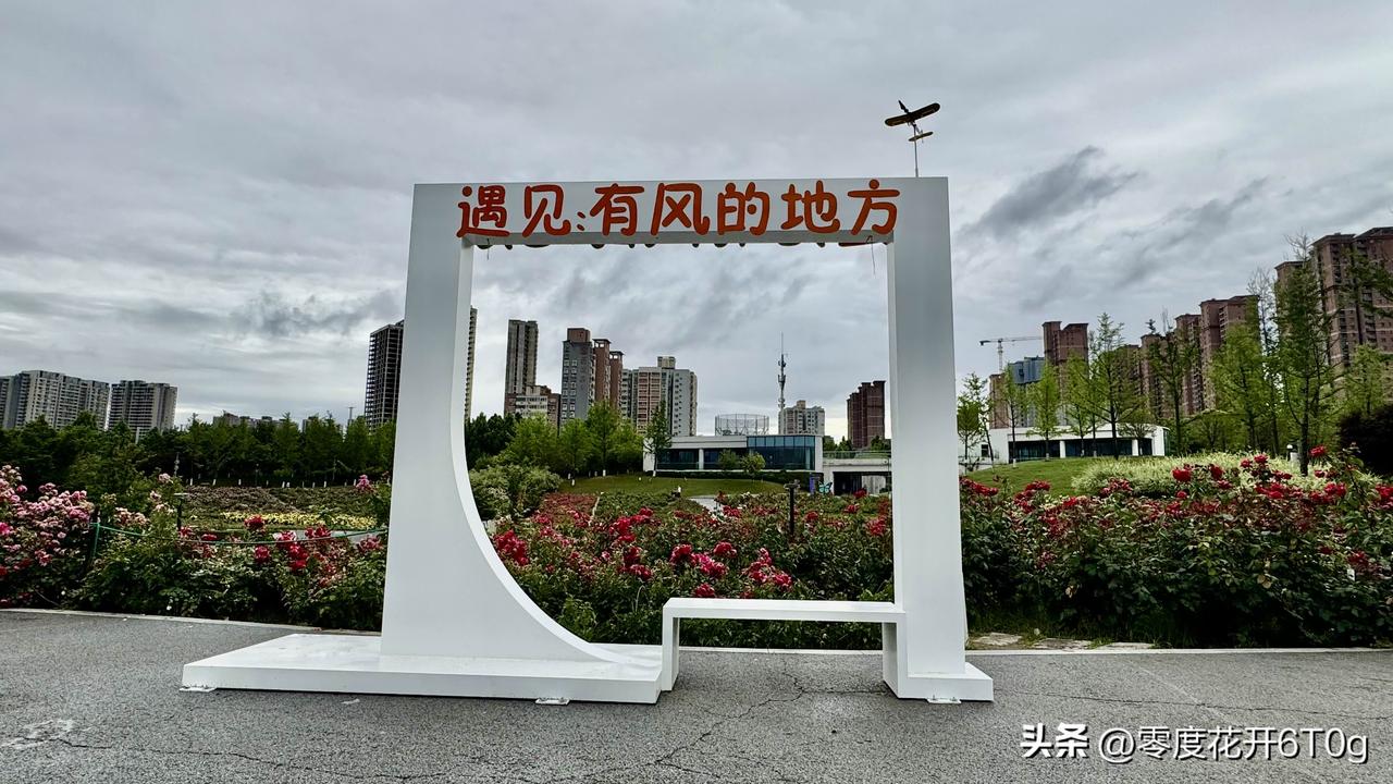 雨中游西流湖月季园