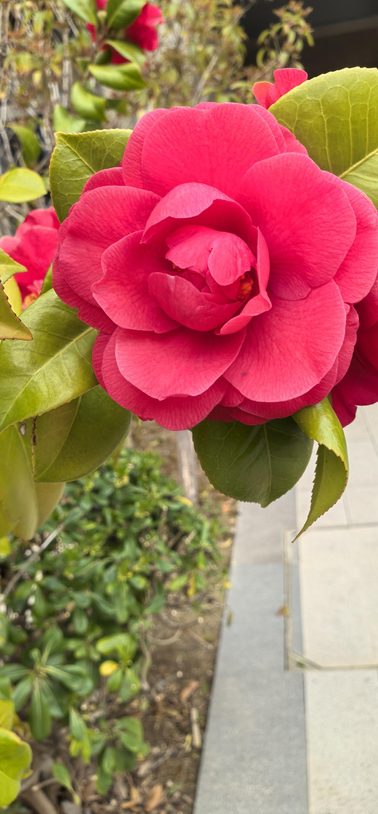 分享我这周有趣的事：石榴花开红似火