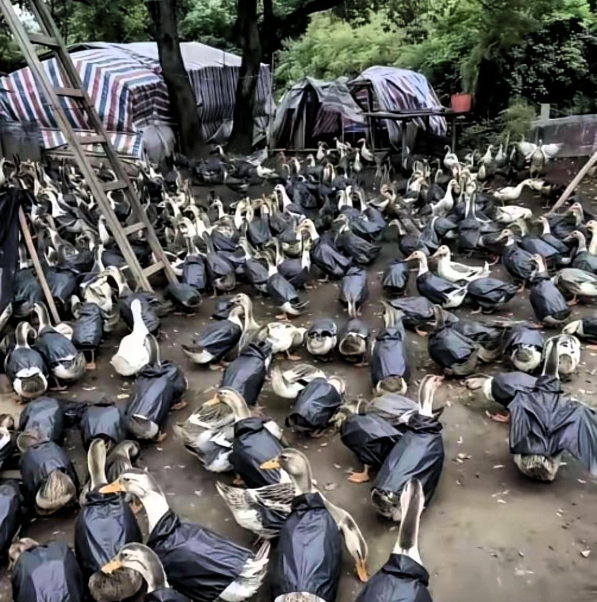 江苏徐州养殖户的养鸭场最近火了，有人逛场时直接看愣了：上千只鸭子全被套上了统一的