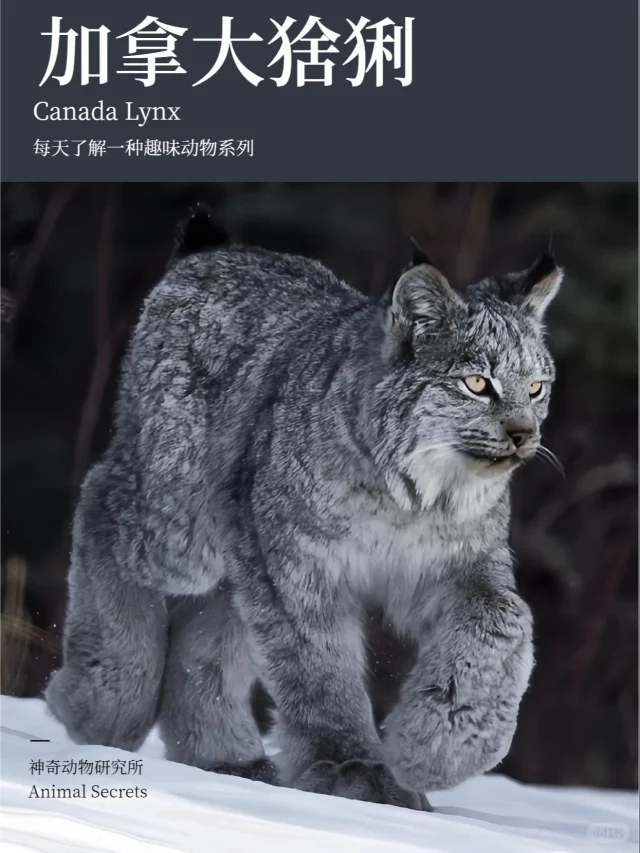 每天了解一种趣味动物👀加拿大猞猁