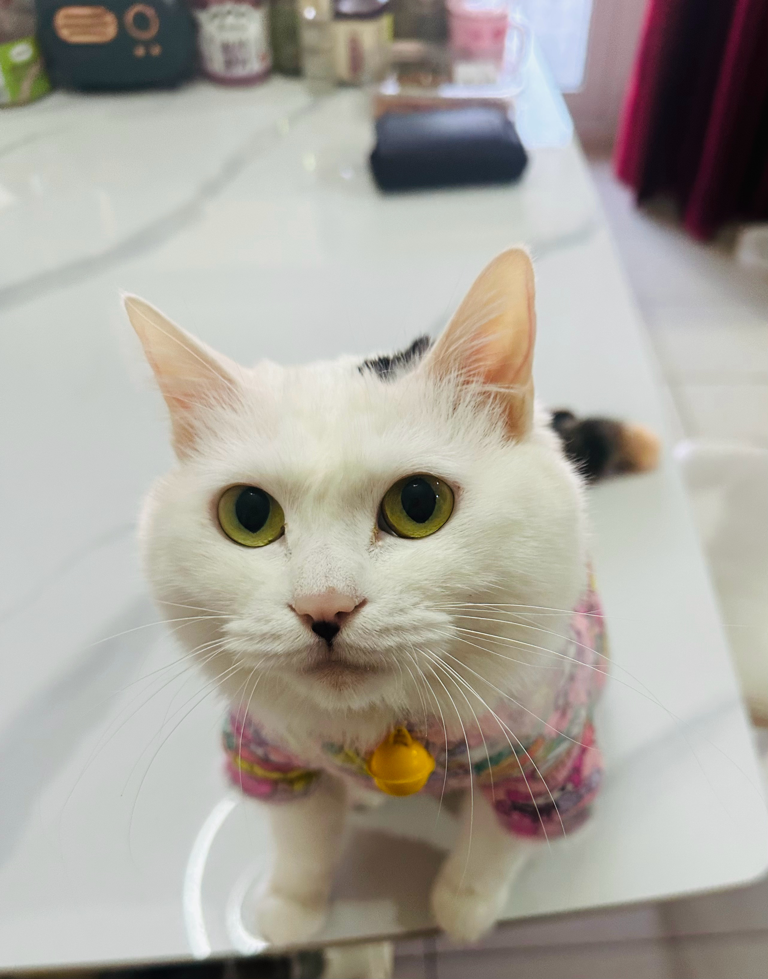 清白是本质，清白感是不必要的。 