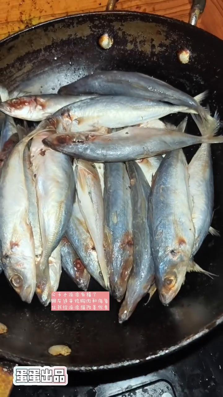给流浪猫改善伙食。
蛋蛋出品。
今天小流浪有福了，朋友送来鸡胸肉和海鱼，让我给流